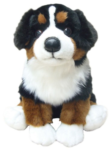 Bernese mountain dog teddy - bernese,