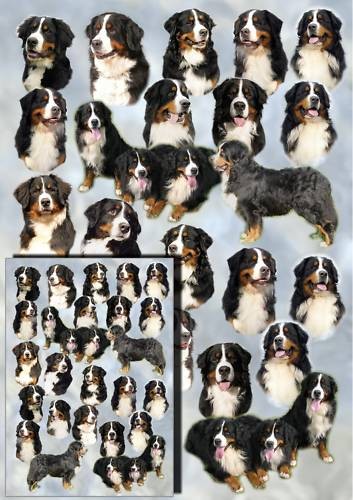 Bernese mountain dog gift - mountain,
