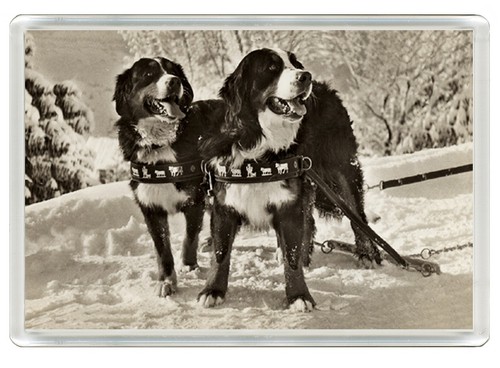 Bernese mountain dogs - bernese, dog
