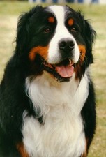 Bernese Mountain Dog Jumbo