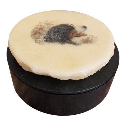 Alabaster bernese mountain - bernese,