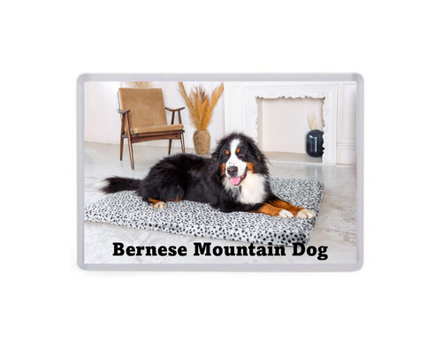 Bernese mountain dog - -,