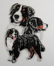 Bernese Mountain Dog Heat