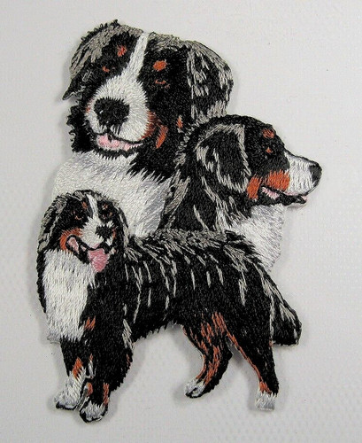 Bernese mountain dog heat - bernese,