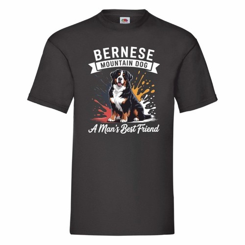 Bernese mountain dog - bernese, man's