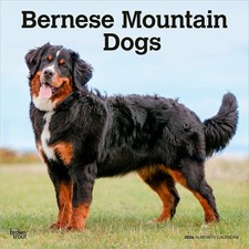 Bernese Mountain Dogs Calendar