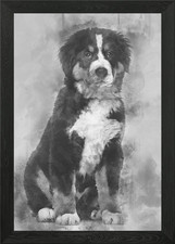 Bernese Mountain Dog 4 mo