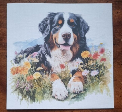 Stunning bernese mountain dog - stunning,