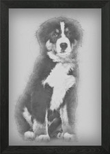 Bernese Mountain Dog 4 mo