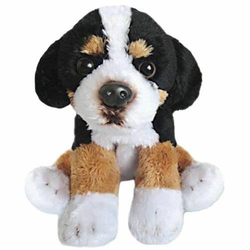 Sitting bernese mountain - bernese,