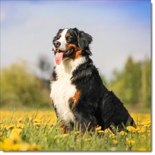 Doodlecards Dog Birthday Card