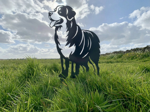 Bernese mountain dog custom - dog,